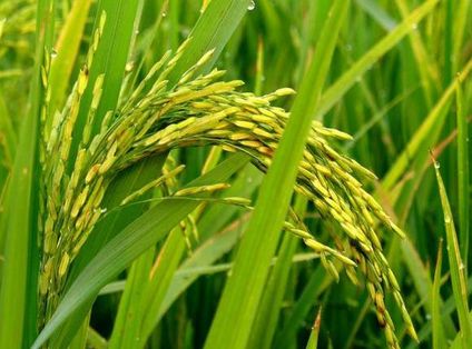 rice plant