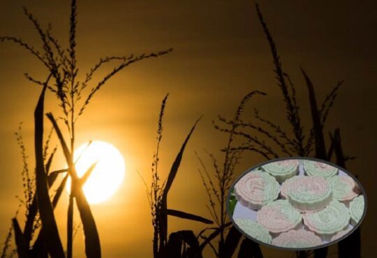 Banh in va trang 540x370