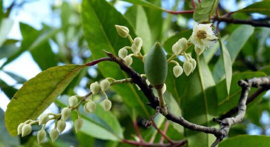 Ca Na Trungtamthuocdantoc 540x294