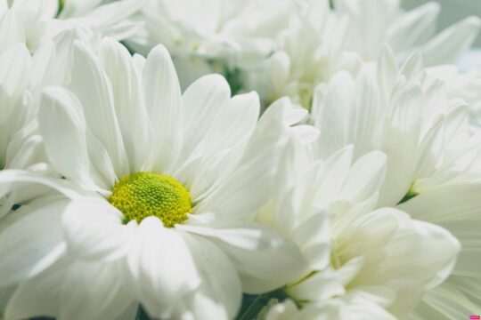 Hoa Jez Timms Unsplash 540x360