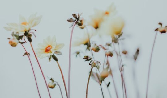 Hoa dai Unsplash 540x318