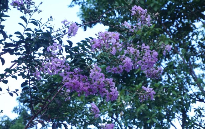 Hoa tim Phuong Anh Nguyen Unsplash 780x494