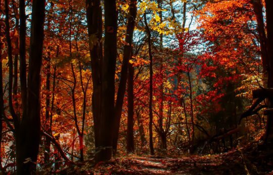 Mau quan san 540x348