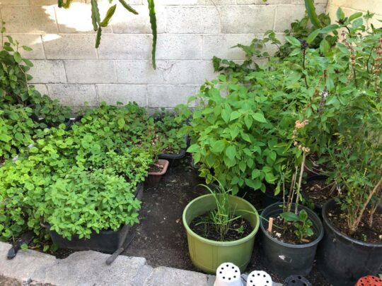 Rau Tham vuon cay khu Little Saigon 540x405