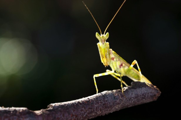 bongua