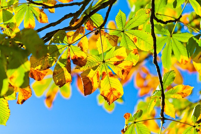 chestnut tree 275921 640