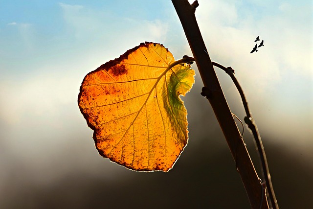 leaf 3881671 640