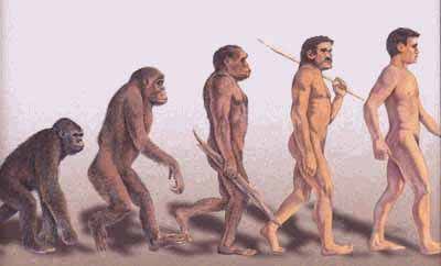 homo erectus