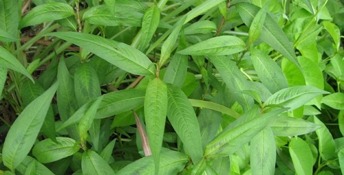 rauram