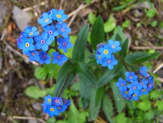 Myosotis alpestris a1