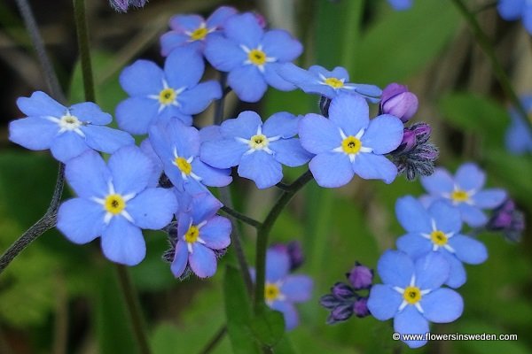 Myosotis sylvatica flower