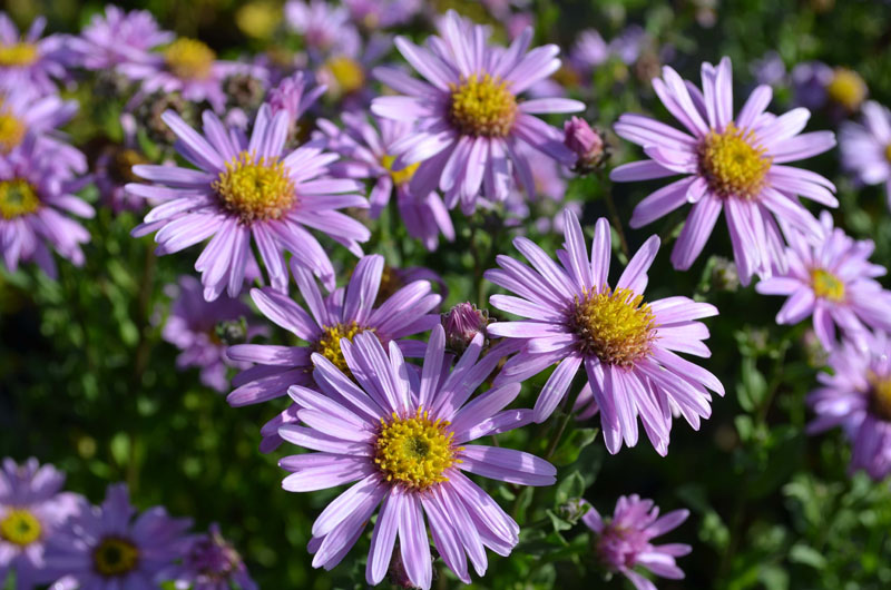 aster amellus rosa erfullung2