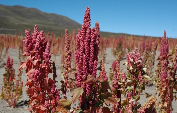 Quinoa Farming