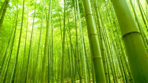 bamboo1
