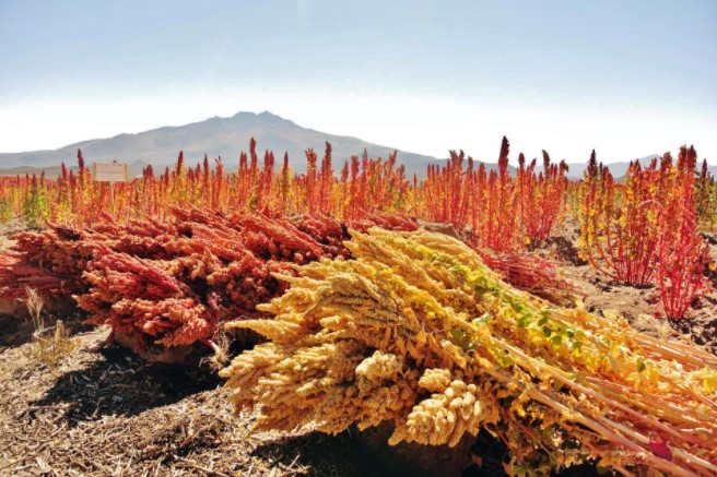 quinoa