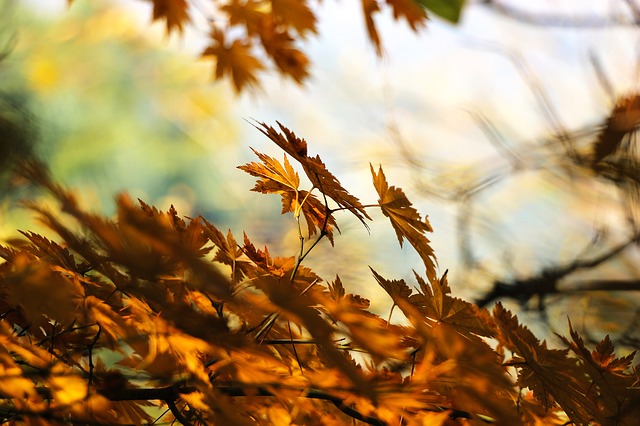 autumn 507544 640