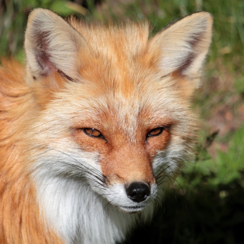 fox1