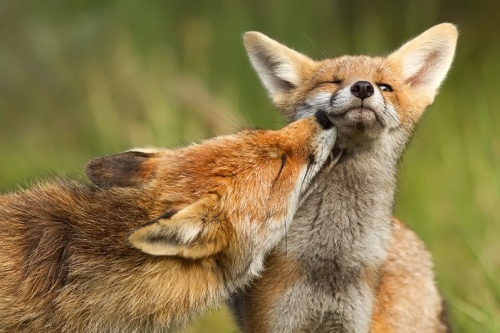 fox2
