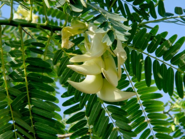 hoasodua