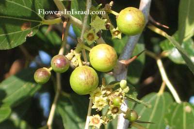 Ziziphus spina christi flower3
