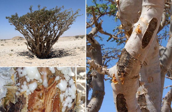 frankincense boswellia sacra garden design 10714
