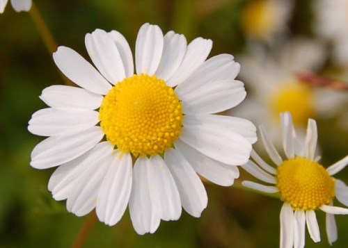 quochoa chamomile