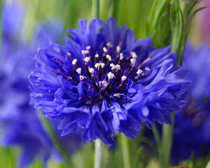 quochoa cucngo