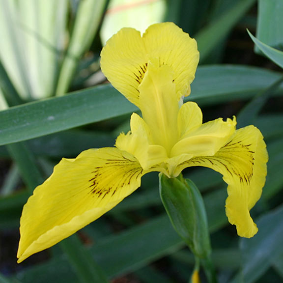quochoa fleur de lis