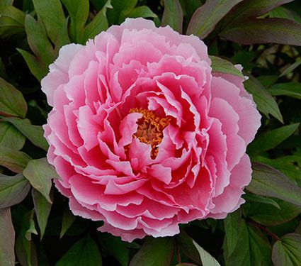 quochoa maudon
