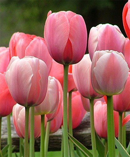 quochoa tulip