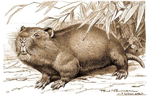 thutoc1 bamboo rat