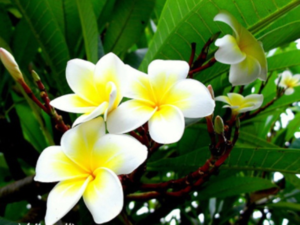 hoadai1