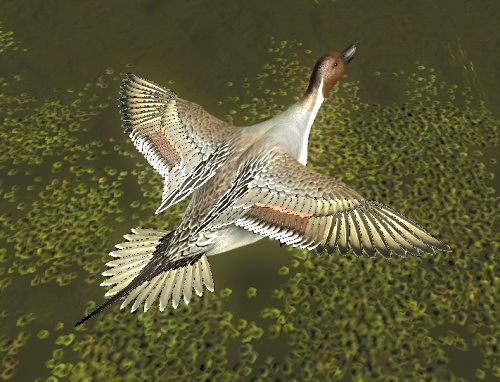 vit pintail male
