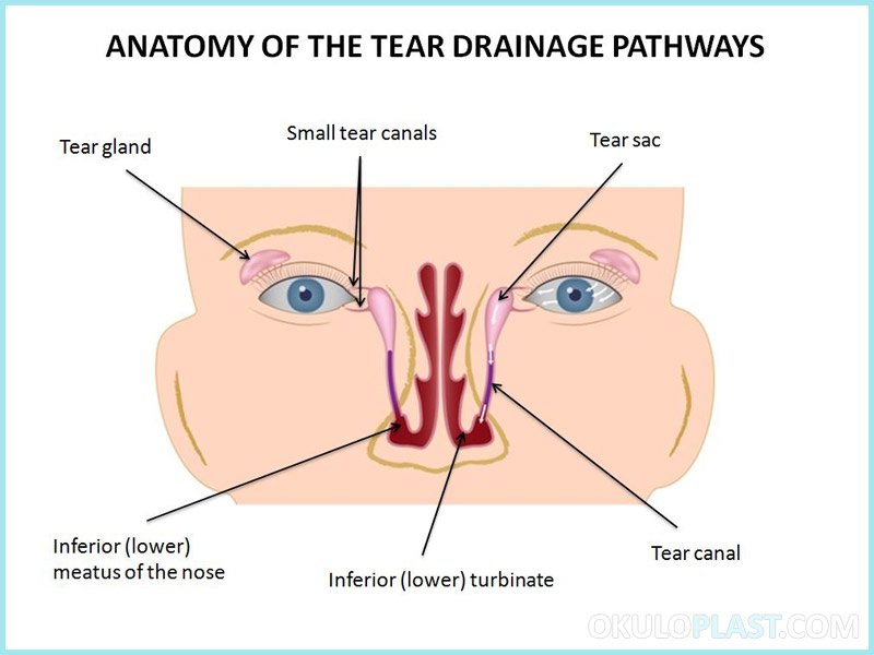 Anatomy of the tear drainage pathways v