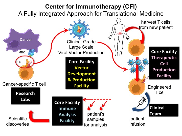 center immunotherapy slide
