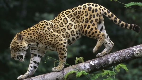 hum 7 leopard