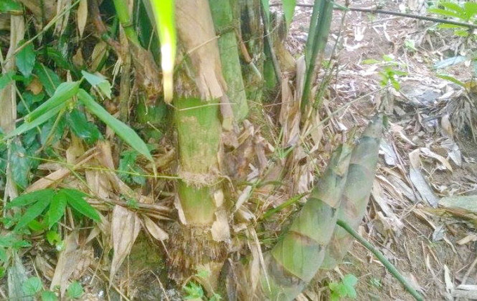 buimang