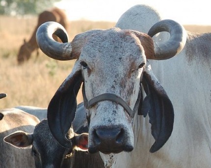 nguutoc1 zebu1