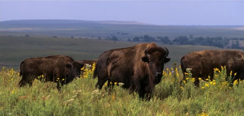 nguutoc3 bison