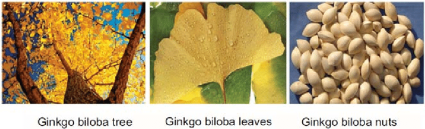 Fig 1 Ginkgo tree Ginkgo biloba leaves and Ginkgo biloba nuts