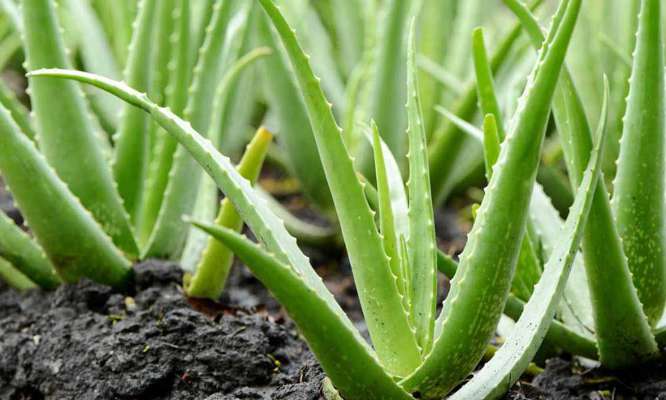 aloevera