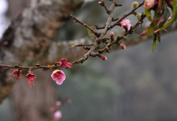 daorungno1