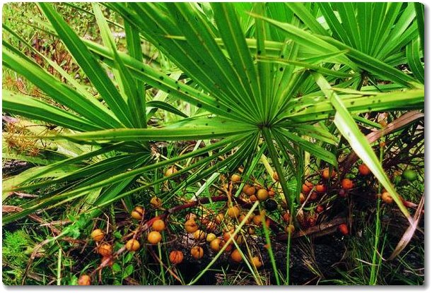 saw palmetto berries