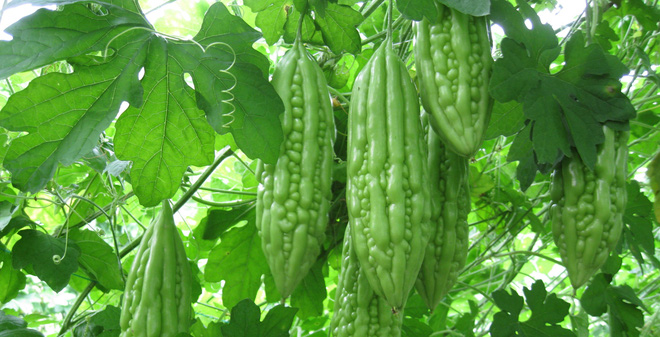 khoqua
