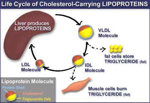 lifecycle of lipoproteins