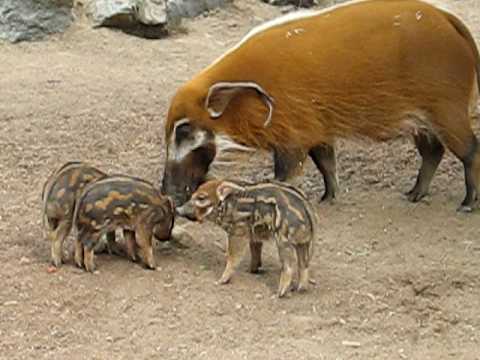 redriverhog
