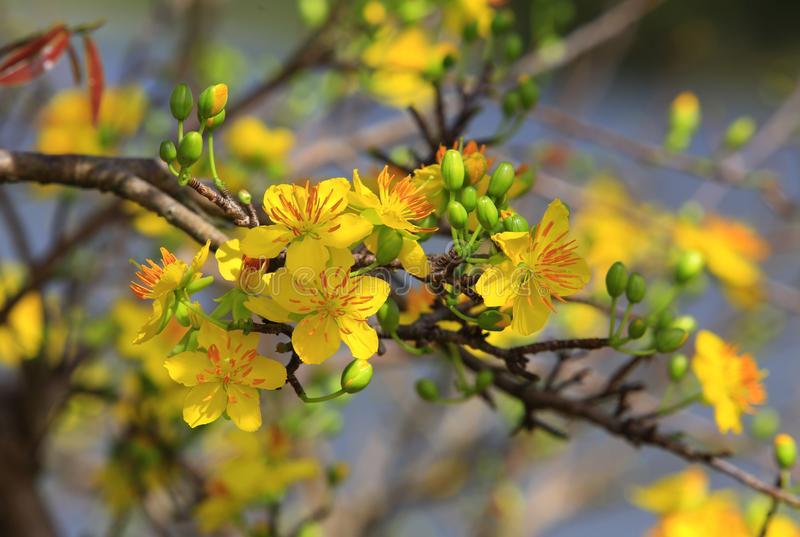 hoa mai baum ochna