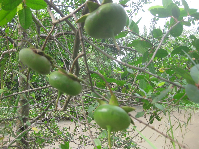 traiban