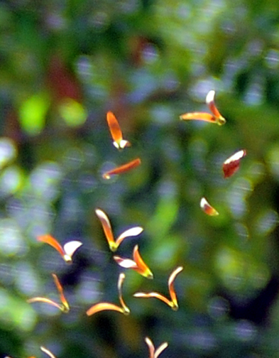 hoa dau bay2