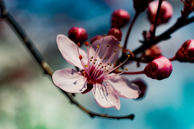 spring 4999205 640